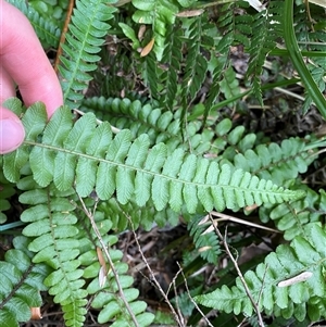 Blechnum fluviatile at Jagumba, NSW - suppressed