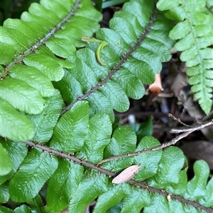 Blechnum fluviatile at Jagumba, NSW - 23 Dec 2024