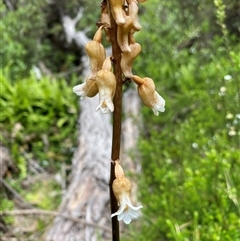 Gastrodia procera (Tall Potato Orchid) at Jagumba, NSW - 23 Dec 2024 by NedJohnston