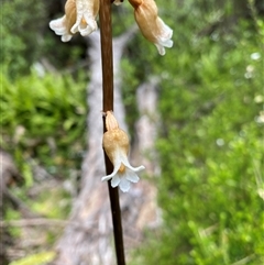 Gastrodia procera at Jagumba, NSW - 23 Dec 2024