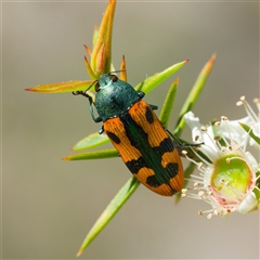 Castiarina scalaris (Scalaris jewel beetle) at Uriarra Village, ACT - 24 Dec 2024 by DPRees125