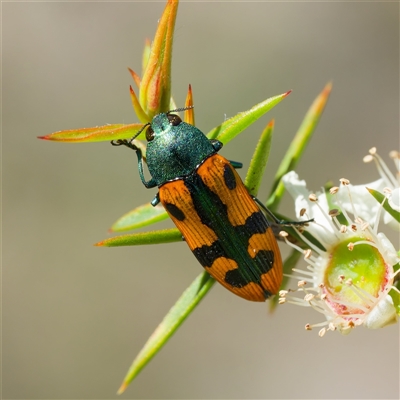 Castiarina scalaris (Scalaris jewel beetle) at Uriarra Village, ACT - 24 Dec 2024 by DPRees125