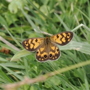 Heteronympha cordace at Cotter River, ACT - 14 Dec 2024 03:24 PM