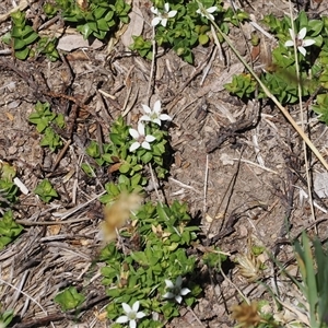 Rhytidosporum alpinum at Cotter River, ACT by RAllen