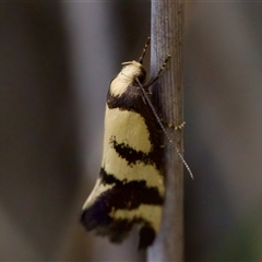 Olbonoma triptycha (Chezela Group) at Bungonia, NSW - 22 Dec 2024 by KorinneM