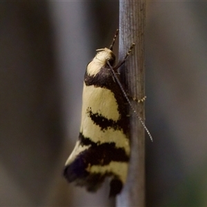 Olbonoma triptycha at Bungonia, NSW - 22 Dec 2024