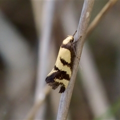 Olbonoma triptycha at Bungonia, NSW - 22 Dec 2024 10:56 AM