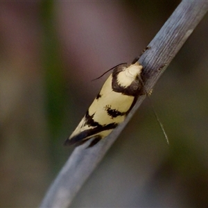 Olbonoma triptycha at Bungonia, NSW - 22 Dec 2024