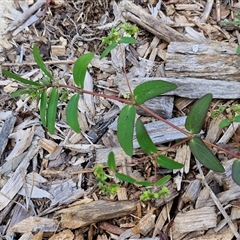 Unidentified Other Wildflower or Herb at Narangba, QLD - 24 Dec 2024 by trevorpreston