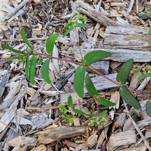 Unidentified Other Wildflower or Herb at Narangba, QLD by trevorpreston