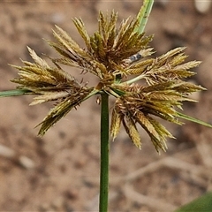 Unidentified Rush, Sedge or Mat Rush at Narangba, QLD - 24 Dec 2024 by trevorpreston