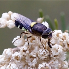 Odontomyia hunteri (Soldier fly) at Bungonia, NSW - 22 Dec 2024 by KorinneM