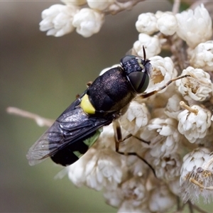 Odontomyia hunteri at Bungonia, NSW - 22 Dec 2024