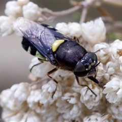 Odontomyia hunteri at Bungonia, NSW - 22 Dec 2024 10:49 AM