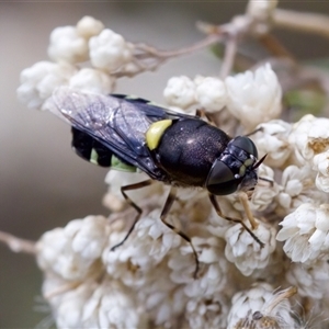 Odontomyia hunteri at Bungonia, NSW - 22 Dec 2024 10:49 AM