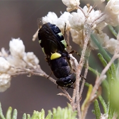 Odontomyia hunteri at Bungonia, NSW - 22 Dec 2024