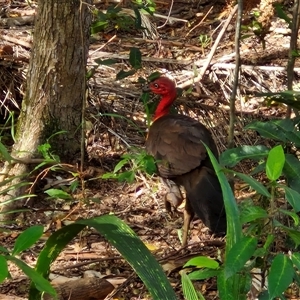 Alectura lathami (Australian Brush-turkey) at Narangba, QLD by trevorpreston