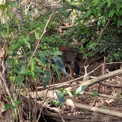 Alectura lathami at Narangba, QLD - 24 Dec 2024