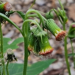 Unidentified Daisy at Narangba, QLD - 24 Dec 2024 by trevorpreston