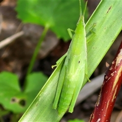 Atractomorpha sp. (Grass Pyrgomorph) at Narangba, QLD - 24 Dec 2024 by trevorpreston