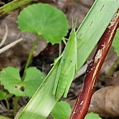 Atractomorpha sp. at Narangba, QLD - 24 Dec 2024 03:56 PM