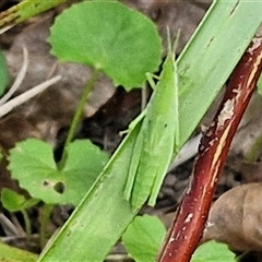 Atractomorpha sp. at Narangba, QLD - 24 Dec 2024 03:56 PM