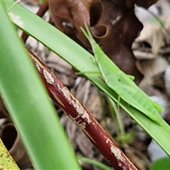 Atractomorpha sp. at Narangba, QLD - 24 Dec 2024 03:56 PM