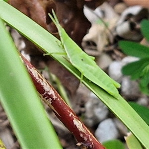 Atractomorpha sp. at Narangba, QLD - 24 Dec 2024