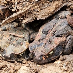 Unidentified Frog at Narangba, QLD - 24 Dec 2024 by trevorpreston