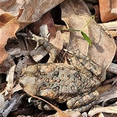 Rhinella marina at Narangba, QLD - 24 Dec 2024 03:54 PM