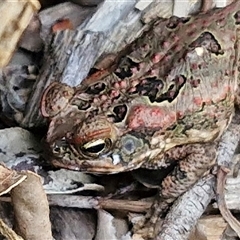 Unidentified Frog at Narangba, QLD - 24 Dec 2024 by trevorpreston