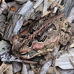 Rhinella marina at Narangba, QLD - 24 Dec 2024 03:53 PM