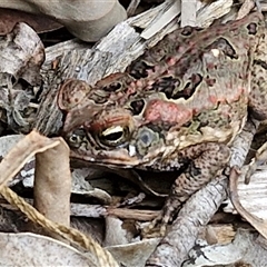 Rhinella marina at Narangba, QLD - 24 Dec 2024 03:53 PM
