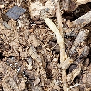 Unidentified Termite (superfamily Termitoidea) at Narangba, QLD by trevorpreston