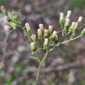 Unidentified Daisy at Narangba, QLD by trevorpreston