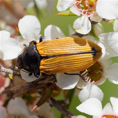 Castiarina subpura (A jewel beetle) at Uriarra Village, ACT - 24 Dec 2024 by DPRees125