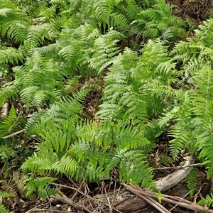 Unidentified Fern or Clubmoss at Narangba, QLD by trevorpreston