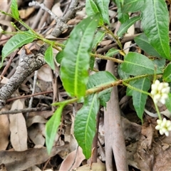 Unidentified Other Wildflower or Herb at Narangba, QLD - 24 Dec 2024 by trevorpreston