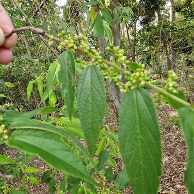 Unverified Climber or Mistletoe at Narangba, QLD - 24 Dec 2024 by trevorpreston