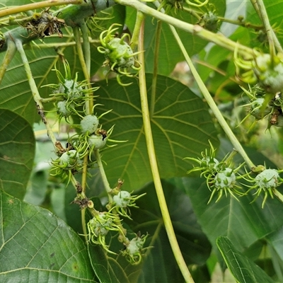 Macaranga tanarius (Bullocks Heart) at Narangba, QLD - 24 Dec 2024 by trevorpreston
