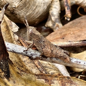 Acrididae sp. (family) (Unidentified Grasshopper) at Narangba, QLD by trevorpreston