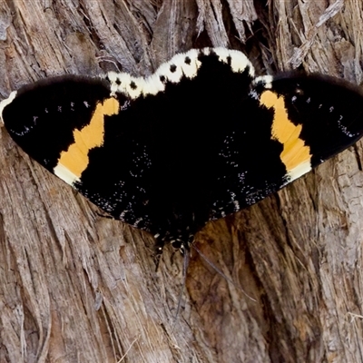 Eutrichopidia latinus (Yellow-banded Day-moth) at Bungonia, NSW - 22 Dec 2024 by KorinneM