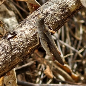 Cryptobothrus chrysophorus at Narangba, QLD by trevorpreston