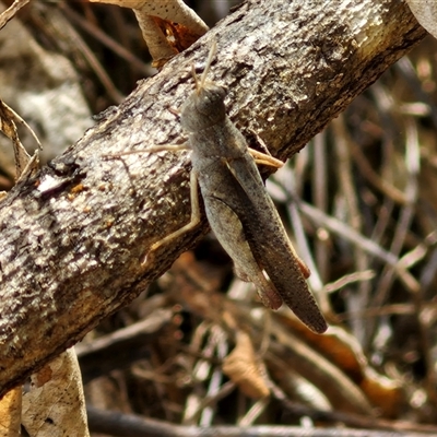 Cryptobothrus chrysophorus at Narangba, QLD - 24 Dec 2024 by trevorpreston