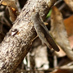 Cryptobothrus chrysophorus at Narangba, QLD - 24 Dec 2024 03:44 PM