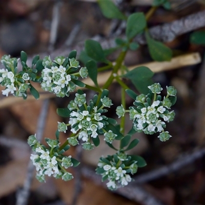 Poranthera microphylla (Small Poranthera) at Bungonia, NSW - 22 Dec 2024 by KorinneM