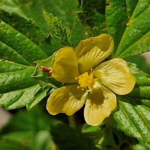 Unidentified Other Shrub at Narangba, QLD by trevorpreston