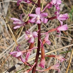 Dipodium roseum (Rosy Hyacinth Orchid) at Kaleen, ACT - 24 Dec 2024 by WalkYonder