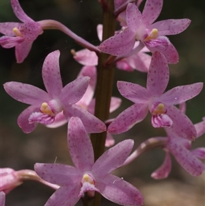 Dipodium roseum at Kaleen, ACT - 24 Dec 2024