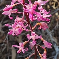 Dipodium roseum at Kaleen, ACT - 24 Dec 2024